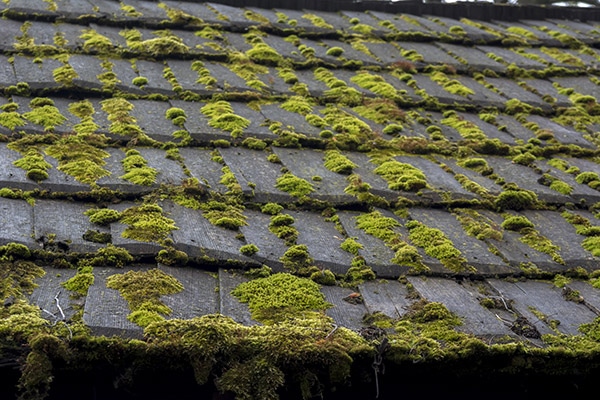 algae-growth-on-roof